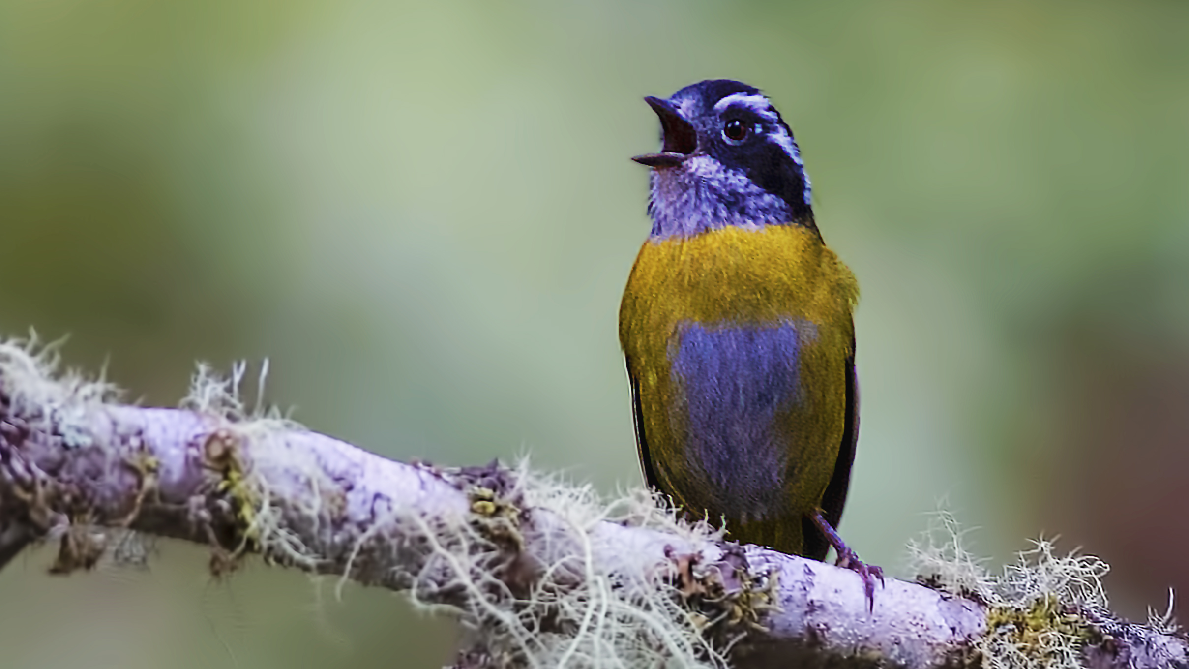 Sooty-capped Chlorospingus